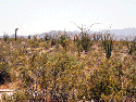 Yucca Vista lot 9