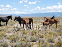 Wild Mustangs